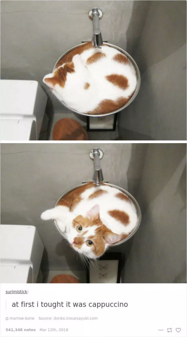 Les chats sont toujours mignons et droles - #6 