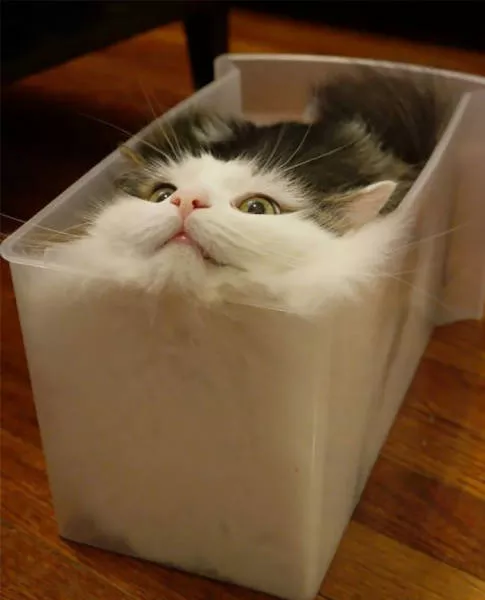 Les chats sont toujours mignons et droles - #7 