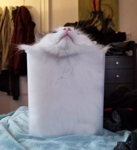 Les chats sont toujours mignons et droles - #8 
