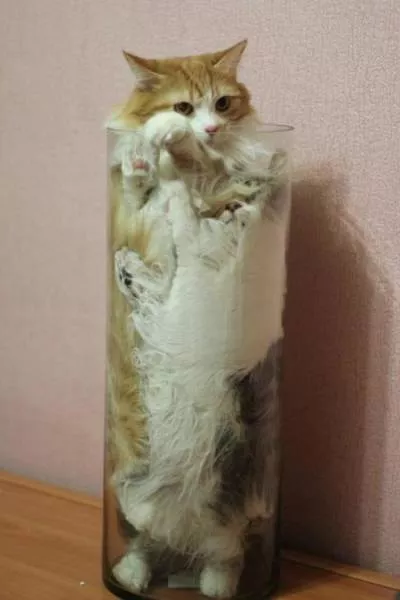 Les chats sont toujours mignons et droles - #9 