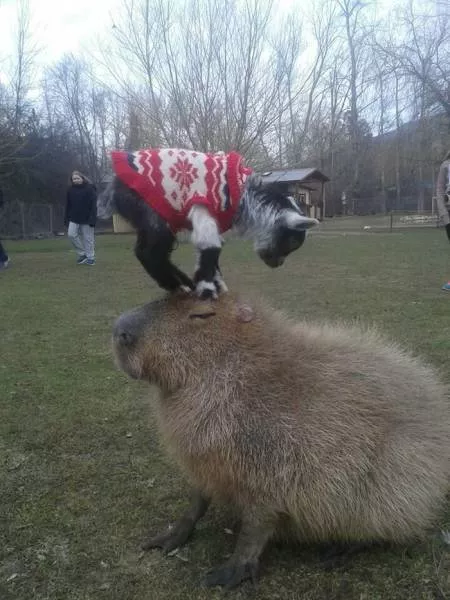 Picdump 331 - #16 
