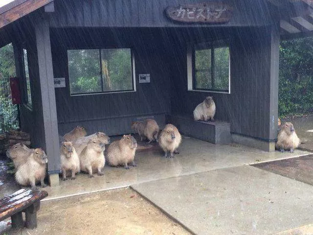 Picdump 63 - #11 