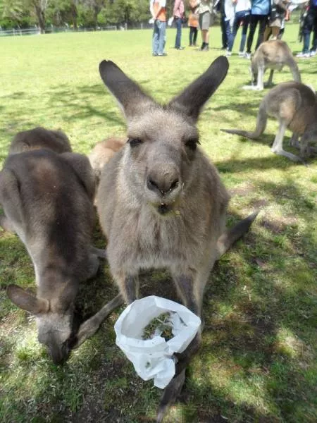 Welcome to australia - #1 