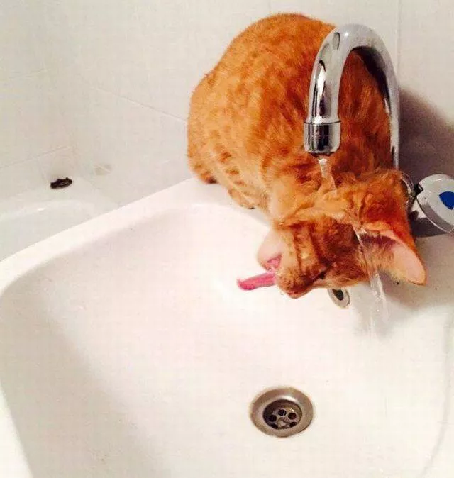 Picdump 336 - #4 
