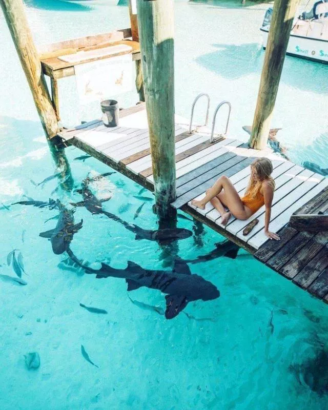 Picdump 340 - #60 Picdump 340 - #60