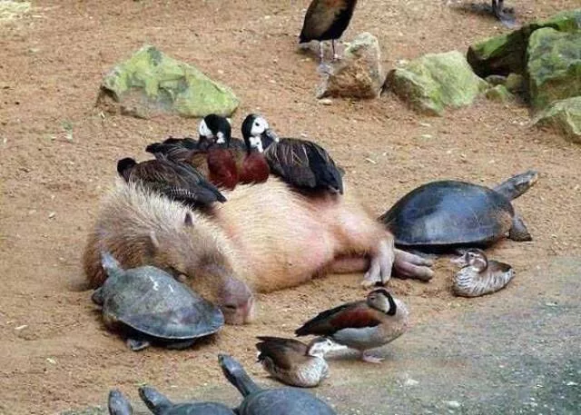 Picdump 64 - #58 