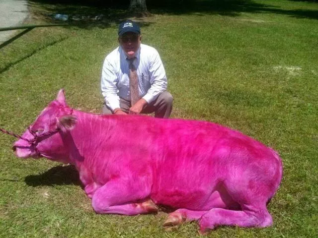 Les images les plus insolite et bizarre - #37 