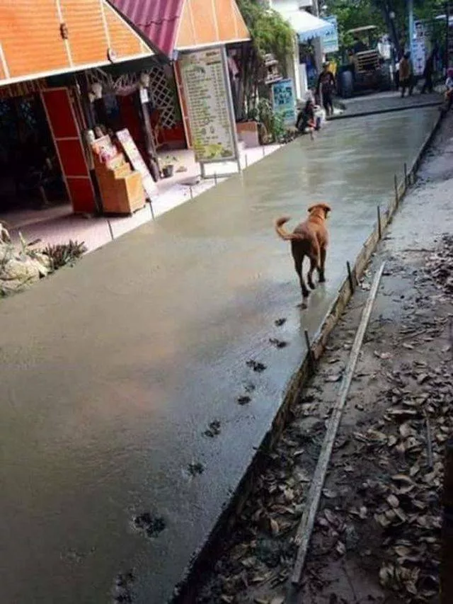 Daily chaos in pictures - #10 