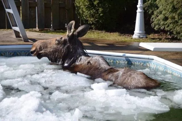 Picdump 343 - #29 