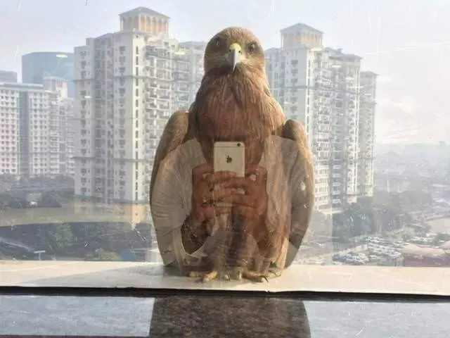 Photos qui surprennent a la deuxieme vue - #19 