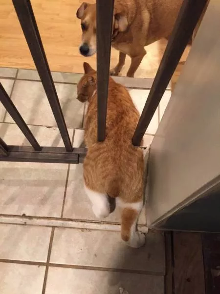 Surprising images are taken at the right time - #13 