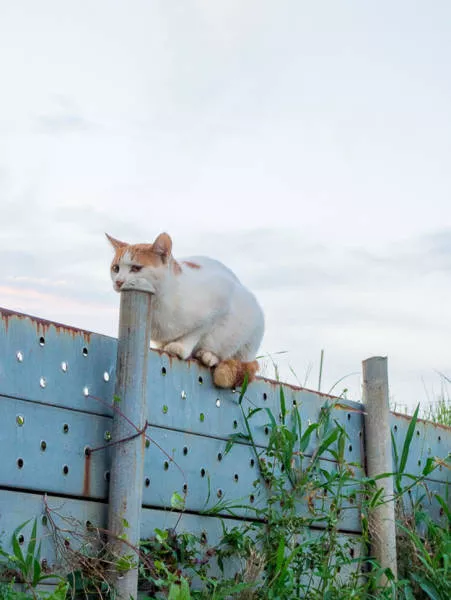 Surprising images are taken at the right time - #30 