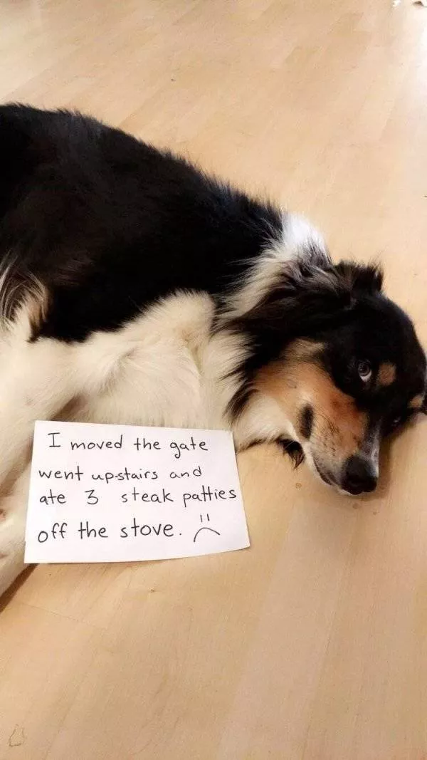 Les chiens les plus droles au monde - #1 