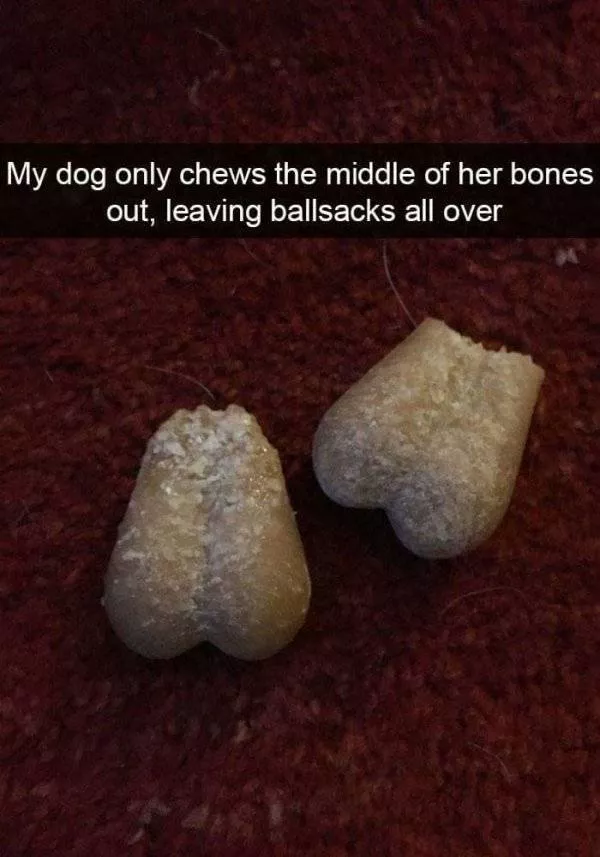 The funniest dogs in the world - #10 