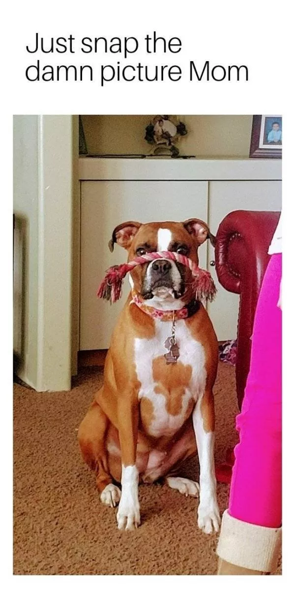 The funniest dogs in the world - #11 