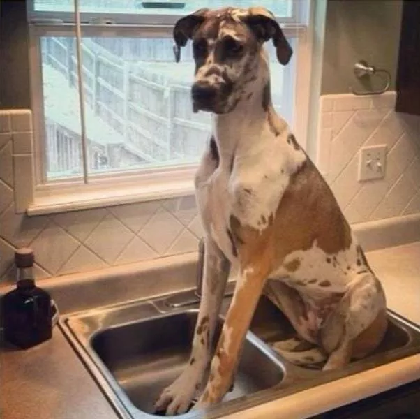 Les chiens les plus droles au monde - #12 