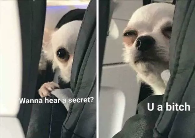 The funniest dogs in the world - #13 