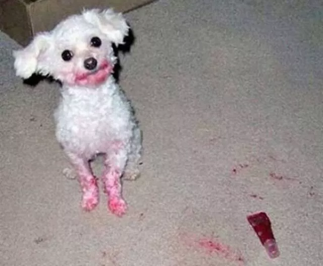 Les chiens les plus droles au monde - #14 