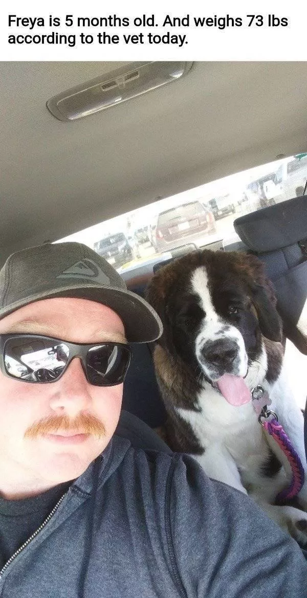 The funniest dogs in the world - #15 