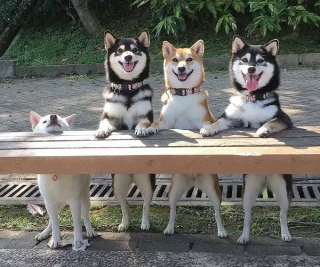Les chiens les plus droles au monde - #16 