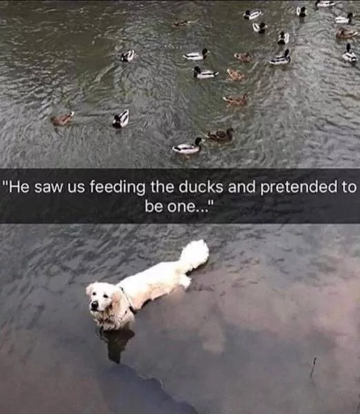 The funniest dogs in the world - #17 