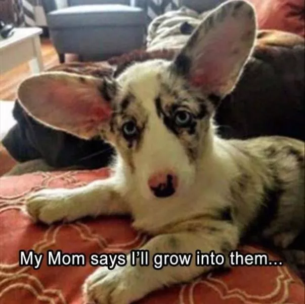 The funniest dogs in the world - #18 