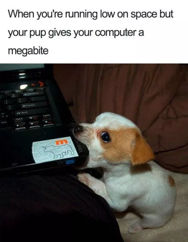 Les chiens les plus droles au monde - #19 