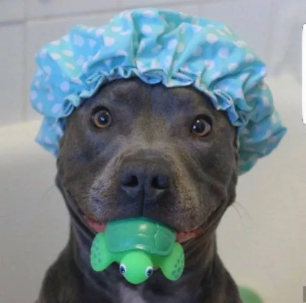 Les chiens les plus droles au monde