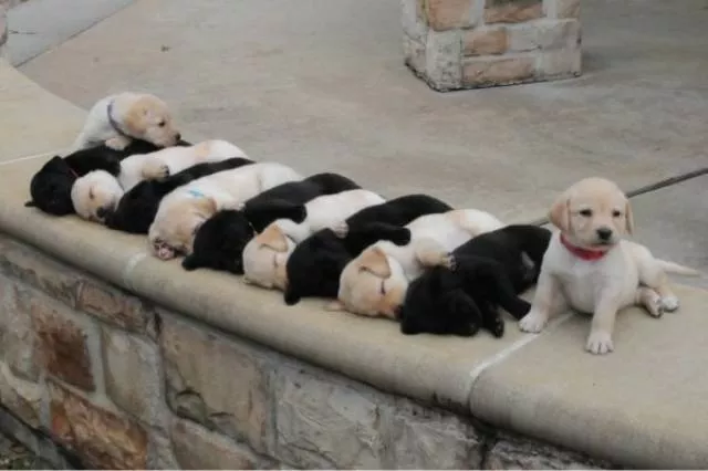 The funniest dogs in the world - #20 
