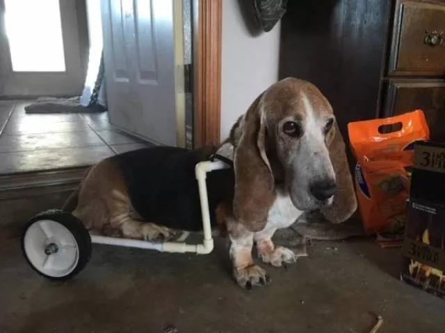 Les chiens les plus droles au monde Les chiens les plus droles au monde