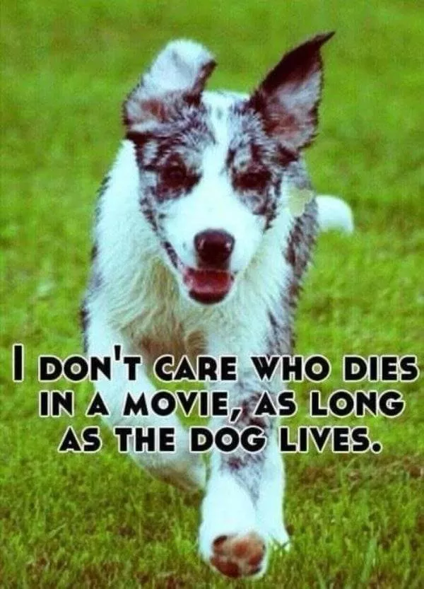The funniest dogs in the world - #22 