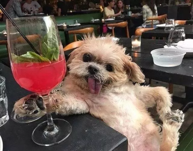 The funniest dogs in the world - #23 