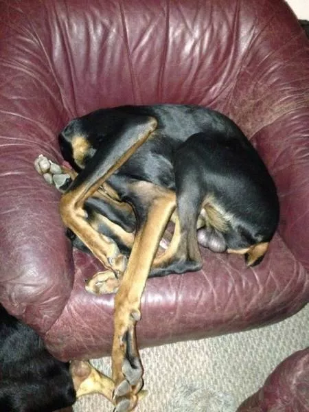 The funniest dogs in the world - #24 