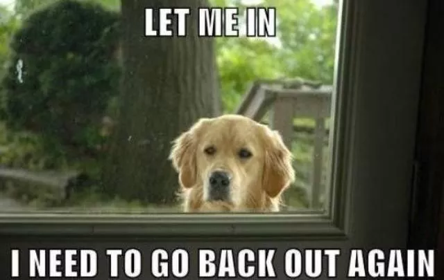 The funniest dogs in the world - #25 