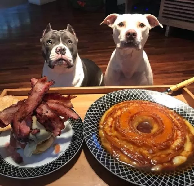 The funniest dogs in the world - #26 