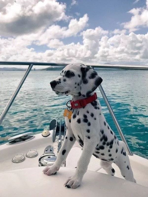 The funniest dogs in the world - #27 