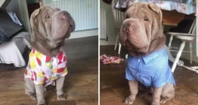 Les chiens les plus droles au monde - #28 