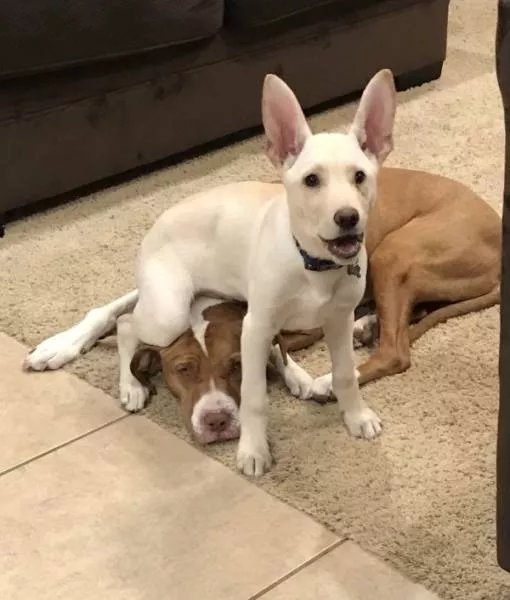The funniest dogs in the world - #29 