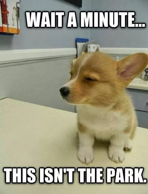 The funniest dogs in the world - #3 