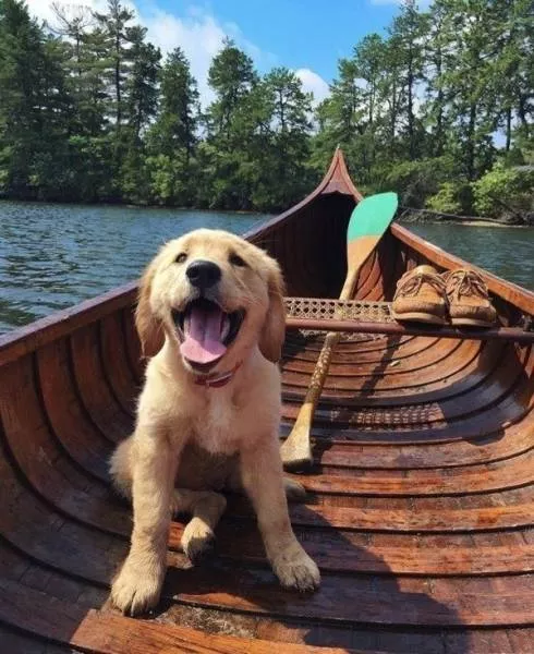 The funniest dogs in the world - #32 
