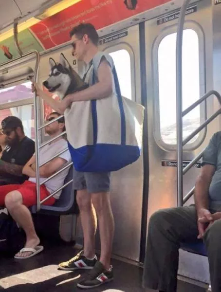 Les chiens les plus droles au monde - #33 