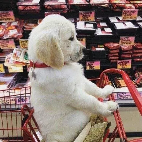 The funniest dogs in the world - #35 