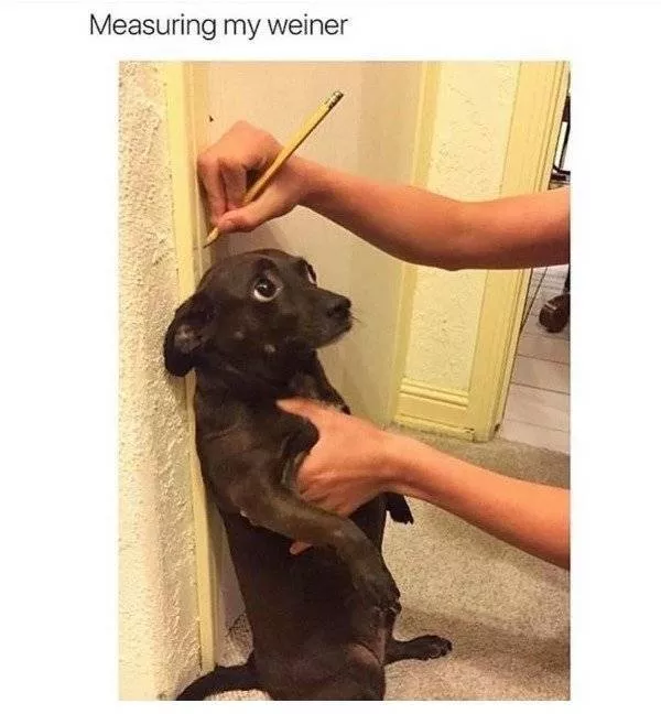 The funniest dogs in the world - #36 