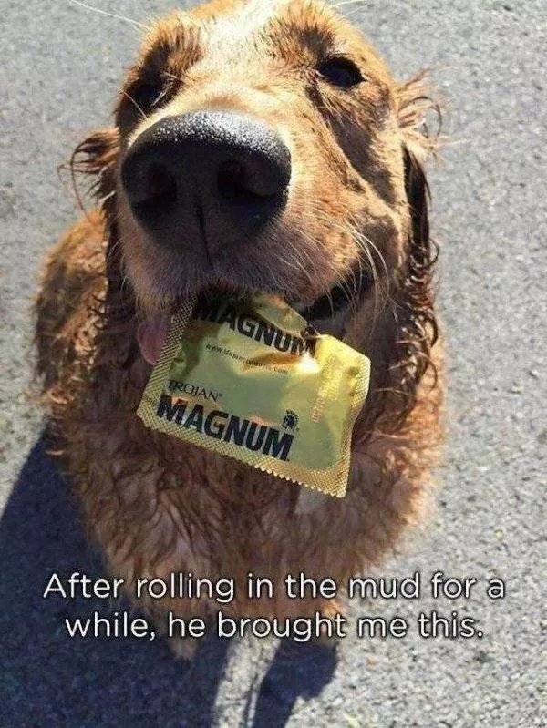 The funniest dogs in the world - #37 