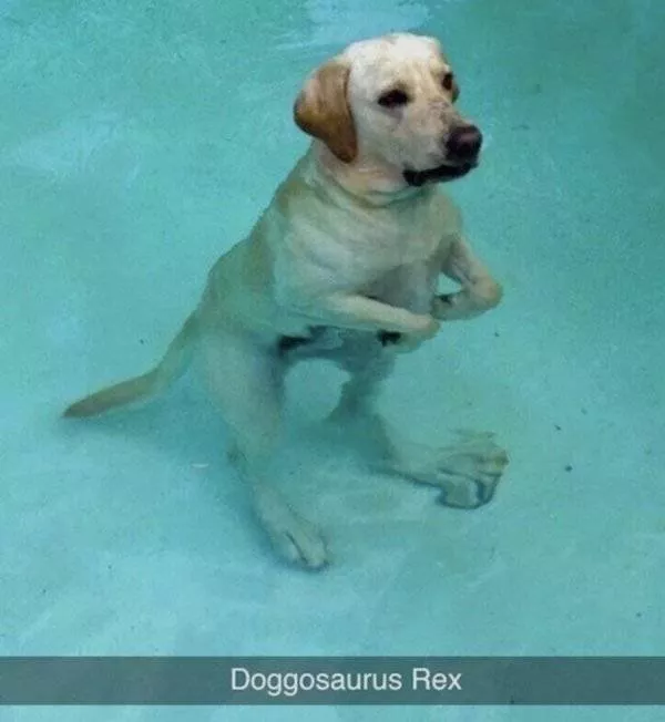 The funniest dogs in the world - #38 