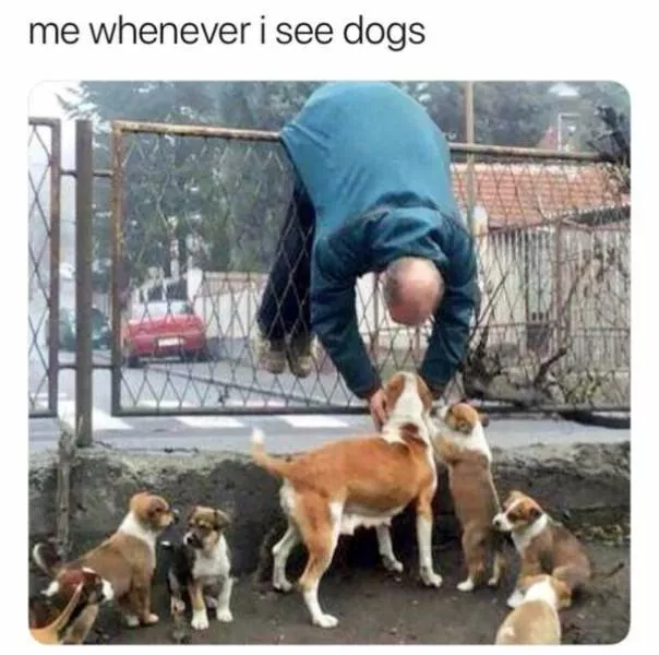 Les chiens les plus droles au monde - #39 