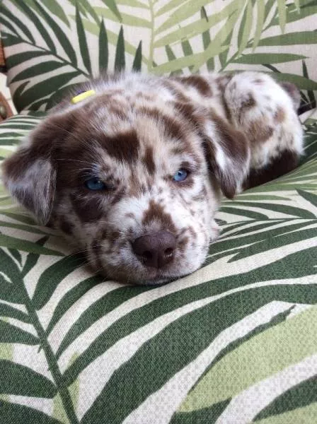 Les chiens les plus droles au monde - #4 