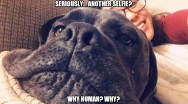 The funniest dogs in the world - #41 