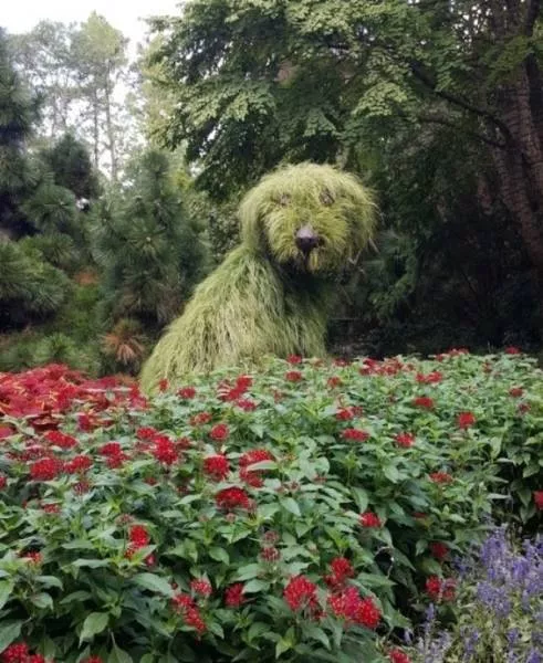 The funniest dogs in the world - #42 