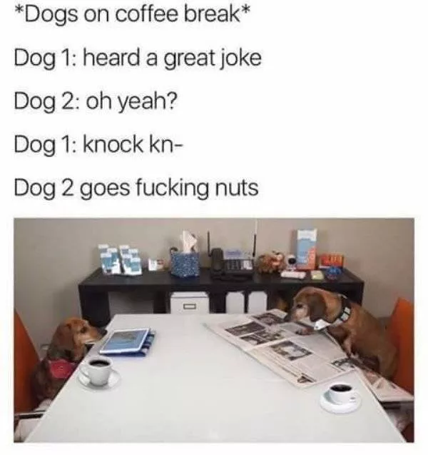 The funniest dogs in the world - #45 
